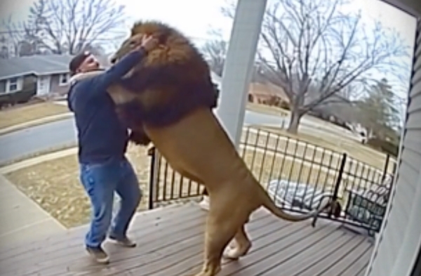 Pet Lion Greets Me on My Porch