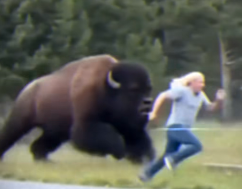 RJ Bison