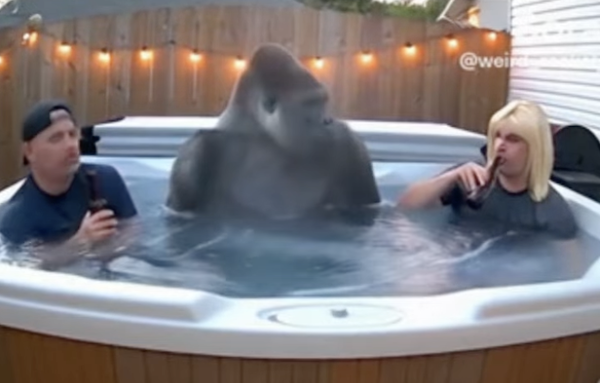 Gorilla Enjoys a Beer in My Hot Tub
